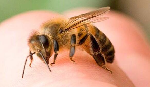 Sengatan lebah - cara yang melampau untuk membesarkan lingga
